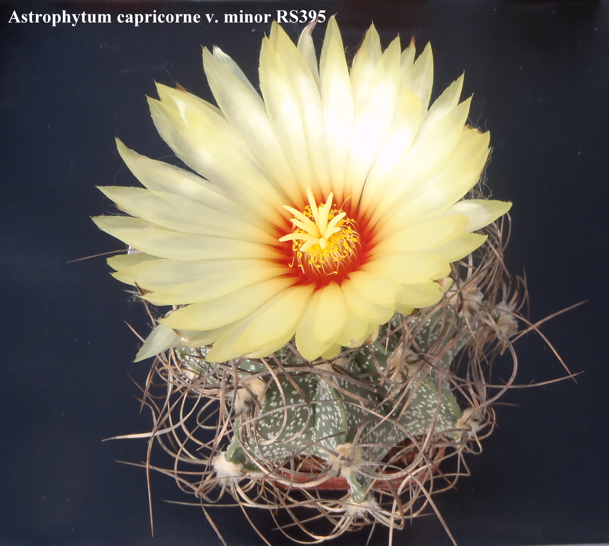 Astrophytum capricorne v. minor RS395 20140427