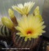 Notocactus concinnus v parviflorus 20140513
